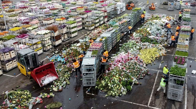ha lan pha huy hang trieu bong hoa tulip moi ngay vi covid 19