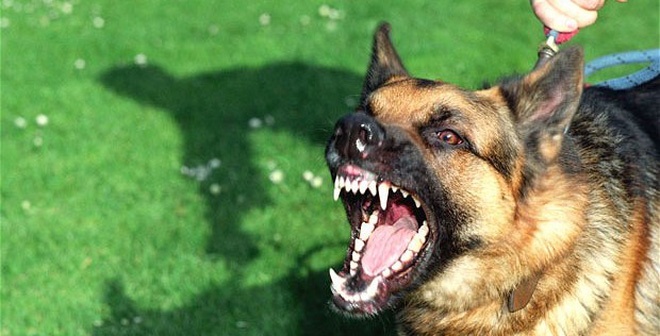 Trầy xước nhẹ khi bị chó cắn, bé trai phát bệnh dại rồi tử vong tray xuoc nhe khi bi cho can be trai phat benh dai roi tu vong