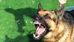 Trầy xước nhẹ khi bị chó cắn, bé trai phát bệnh dại rồi tử vong