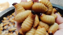 Sốc phản vệ, suýt chết vì ăn đuông dừa