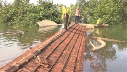 Bị nước lũ nhấn chìm, VQG Vũ Quang khẩn cấp 'kêu cứu'