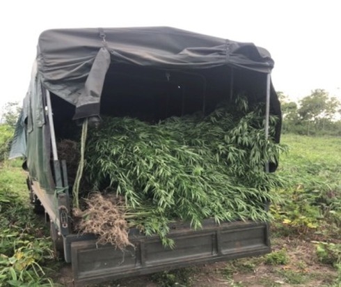 Gia Lai: Truy tìm người trồng hơn 2.000 cây cần sa ở rẫy gia lai truy tim nguoi trong hon 2000 cay can sa o ray