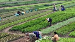 tiep tuc chinh sach mien thue su dung dat nong nghiep cai thien kinh te nong thon