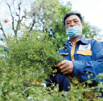 Mùi già đón tất niên