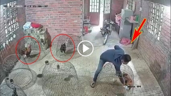 Trộm gà chuyên nghiệp với chiếc áo chống nắng 'thần kỳ'
