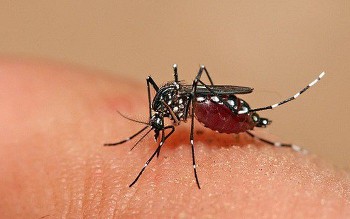 Phát hiện mới trong phòng, chống sốt xuất huyết