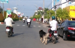 Từ 1/1/2020: Dắt chó đi dạo trên đường bằng xe máy sẽ bị xử phạt 200.000 đồng