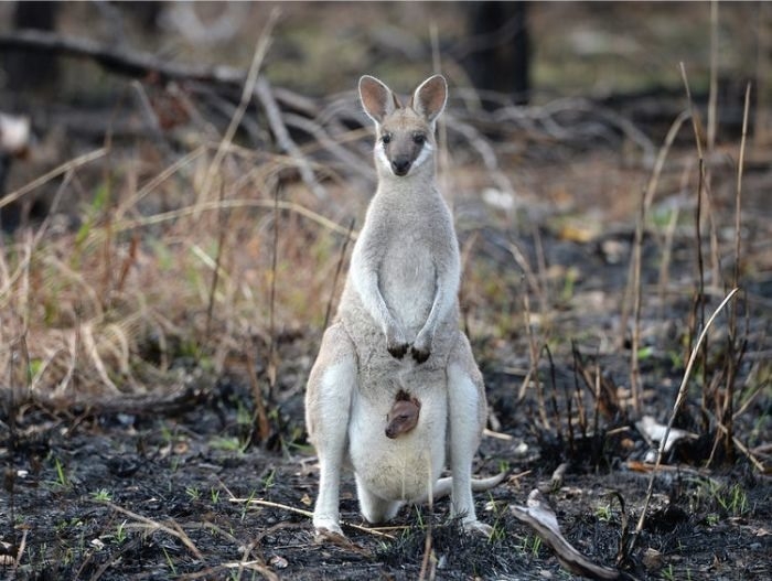su hoi sinh dieu ky sau tham hoa chay rung o australia