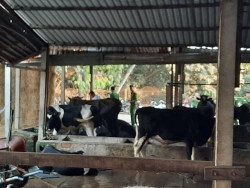 Chủ con bò bị Tuấn 