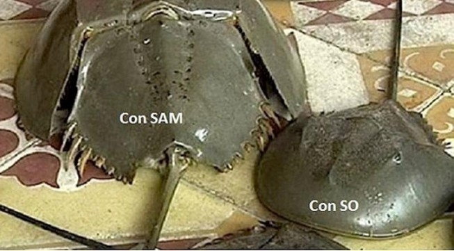 be gai 8 tuoi tu vong ca nha nhap vien nghi do an sam bien