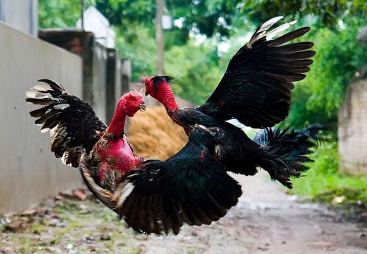 nam thanh nien bi bat nhot danh dap suot dem vi nghi trom 4 con ga
