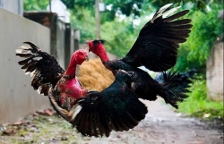 bat giu doi tuong trom xe may dung binh xit hoi cay tan cong cong an