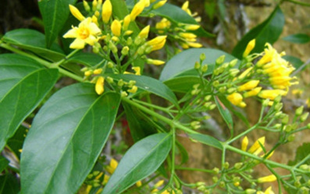 Bị bạn trêu chọc, 2 nữ sinh lớp 7 rủ nhau ăn lá ngón, 1 em tử vong bi ban treu choc 2 nu sinh lop 7 ru nhau an la ngon 1 em tu vong