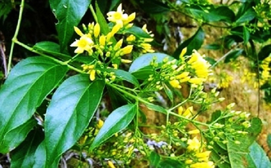xin cuoi khong duoc doi nam nu ru nhau vao rung an la ngon tu tu