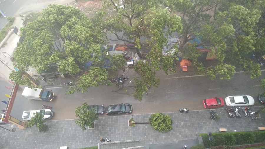 mua dong du doi quat nga nhieu cay xanh ha noi lai ngap