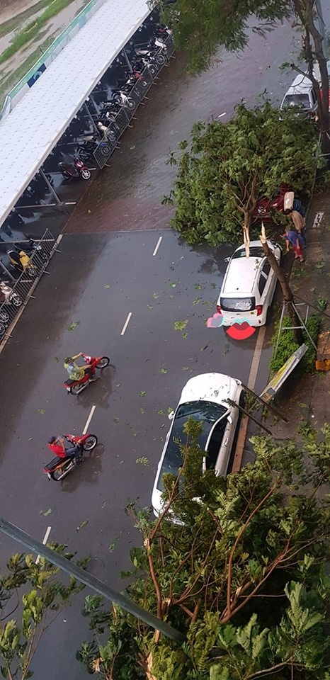 mua dong du doi quat nga nhieu cay xanh ha noi lai ngap