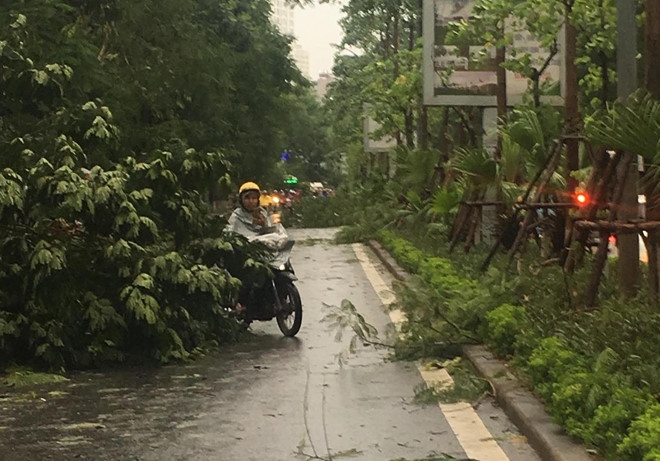 con dong kinh hoang thoi bay nguoi quat nga nhieu cay xanh o ha noi