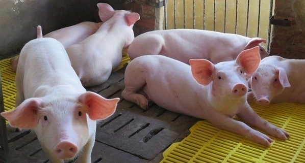 gia thit lon hom nay 712 tang vuot muc 80000 dongkg