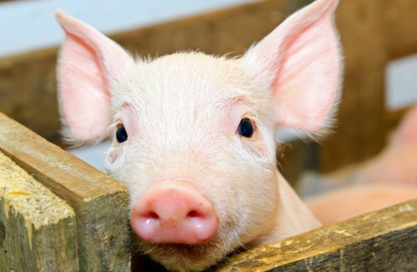 gia heo hoi hom nay 1012 mien bac tang cao ky luc gan 90000 dongkg