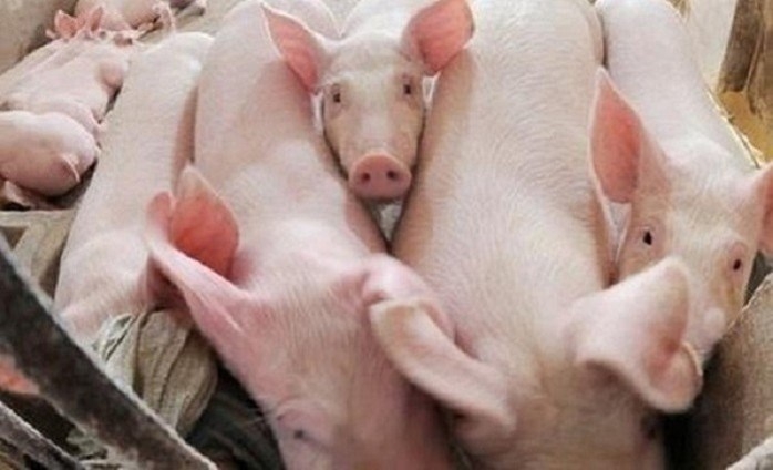 tu 112020 han che gay so hai dau don cho vat nuoi truoc khi bi giet mo