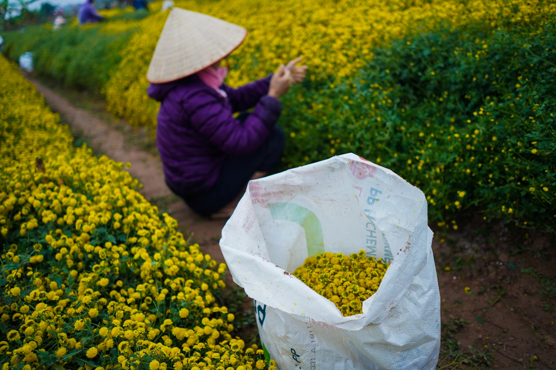 ngam canh dong cuc tien vua ruc vang don tet