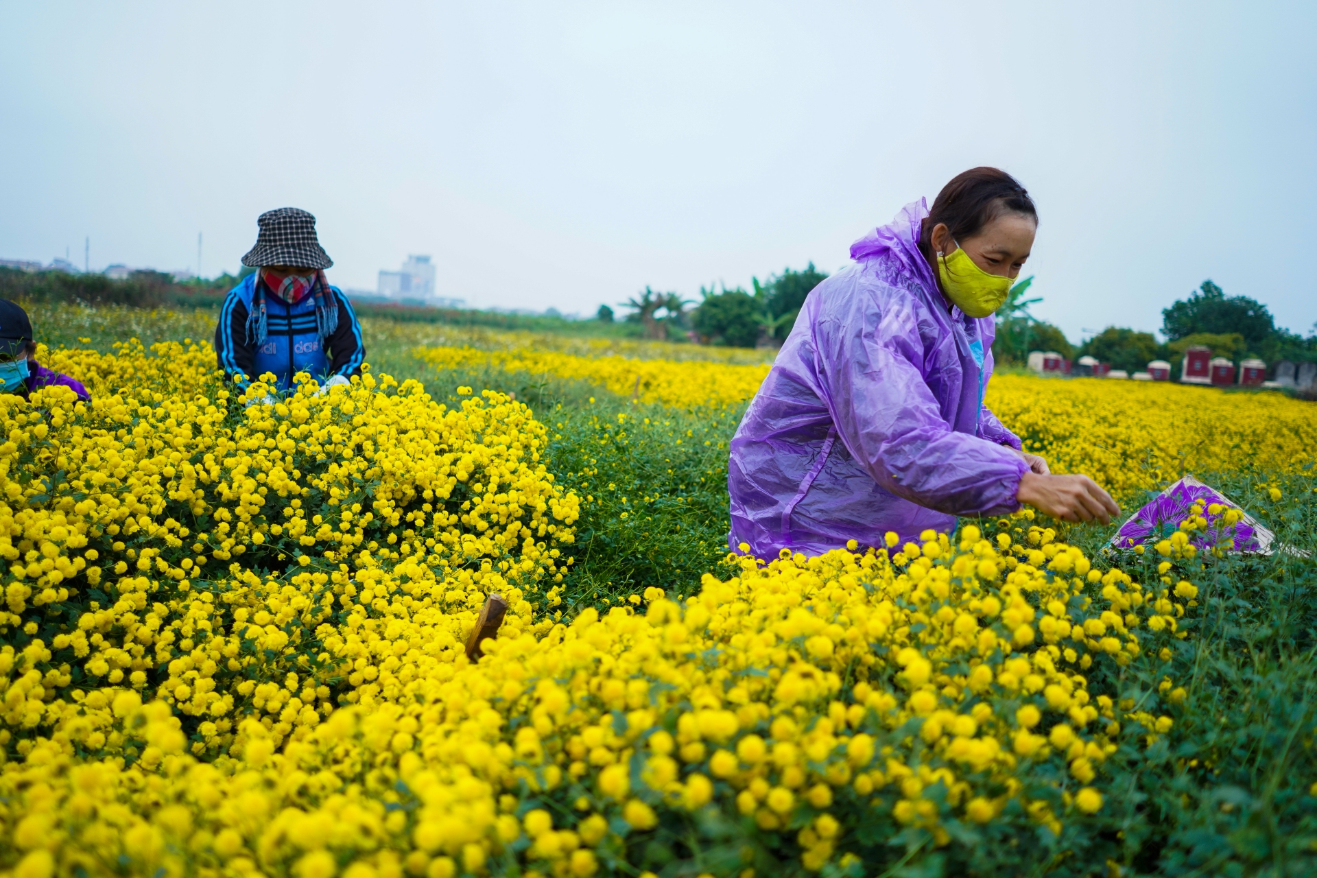 ngam canh dong cuc tien vua ruc vang don tet