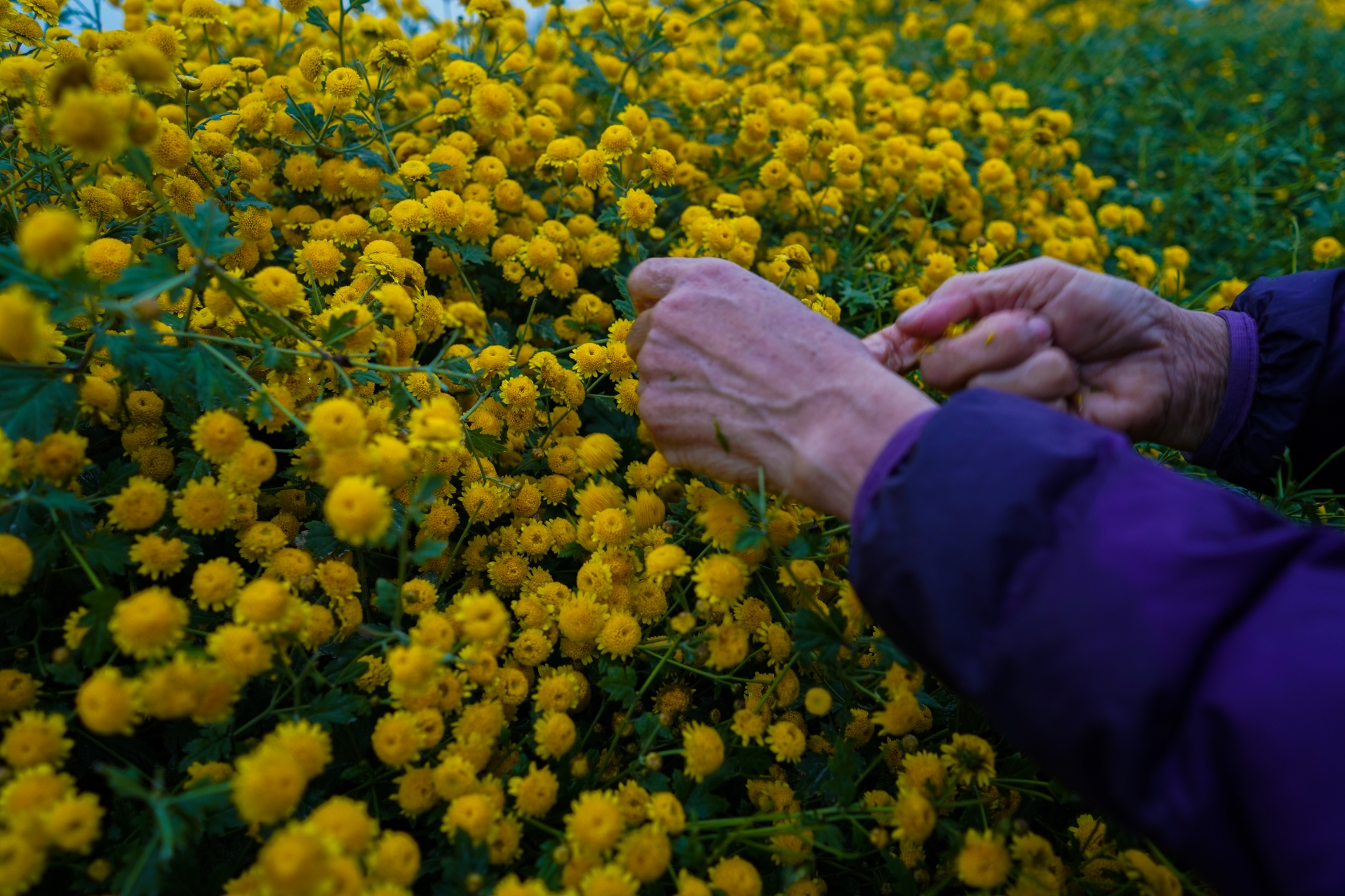 ngam canh dong cuc tien vua ruc vang don tet