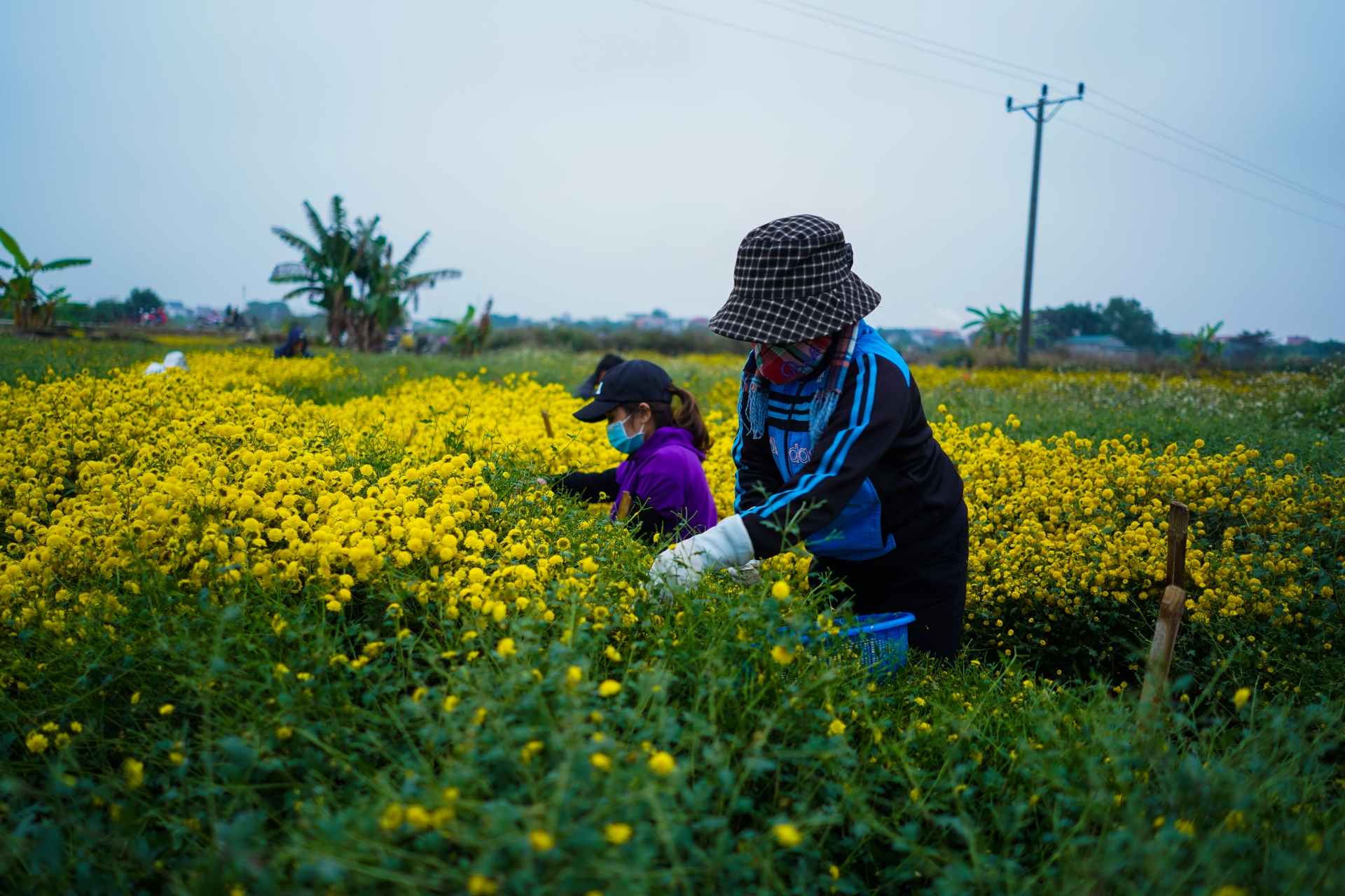 ngam canh dong cuc tien vua ruc vang don tet
