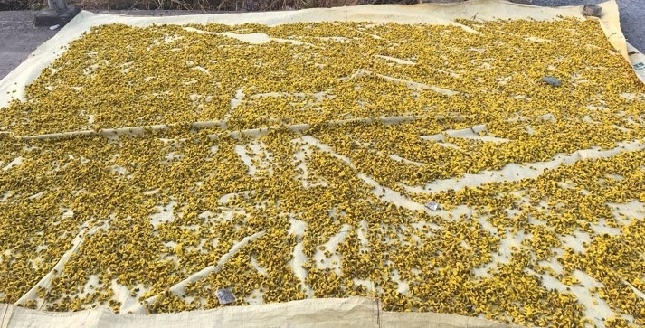 ngam canh dong cuc tien vua ruc vang don tet