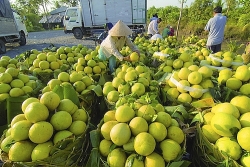Thúc đẩy xuất khẩu nông sản nhờ Chuỗi cung ứng lạnh