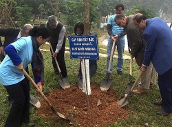 cay delonix hoang gia duoc chon trong nhan le trong cay tai khu vuon huu nghi cong vien hoa binh ha noi