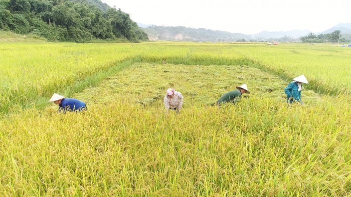 phat trien nong nghiep de giam ngheo ben vung