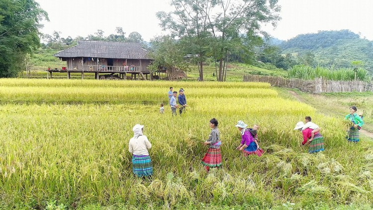 Nậm Pồ - mùa gặt vùng biên