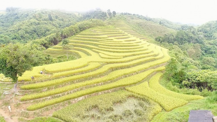 Nậm Pồ - mùa gặt vùng biên