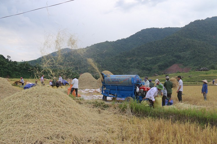 Nậm Pồ - mùa gặt vùng biên