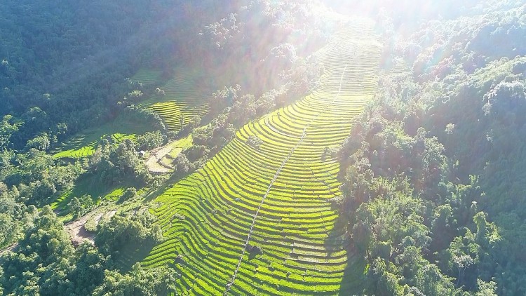 Nậm Pồ - mùa gặt vùng biên