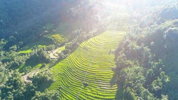 Nậm Pồ - mùa gặt vùng biên