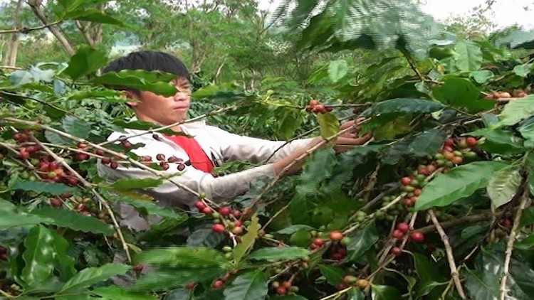 Mường Ảng (Điện Biên): Lần đầu cà phê được cả mùa lẫn giá