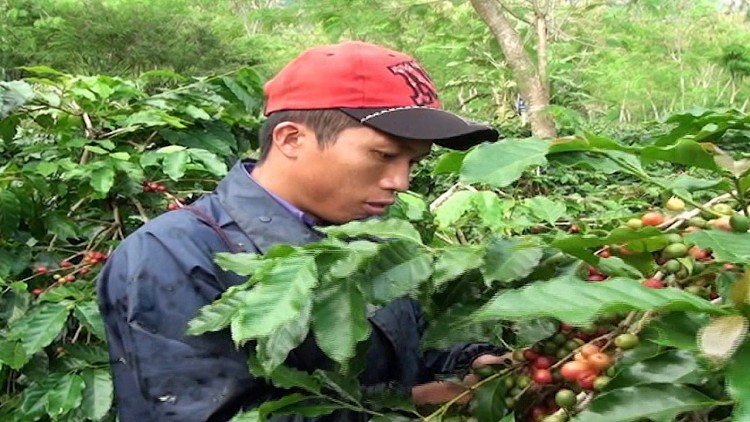 Mường Ảng (Điện Biên): Lần đầu cà phê được cả mùa lẫn giá