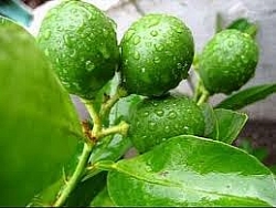 Lá chanh không chỉ để ăn thịt gà mà còn làm đẹp da và chữa bách bệnh