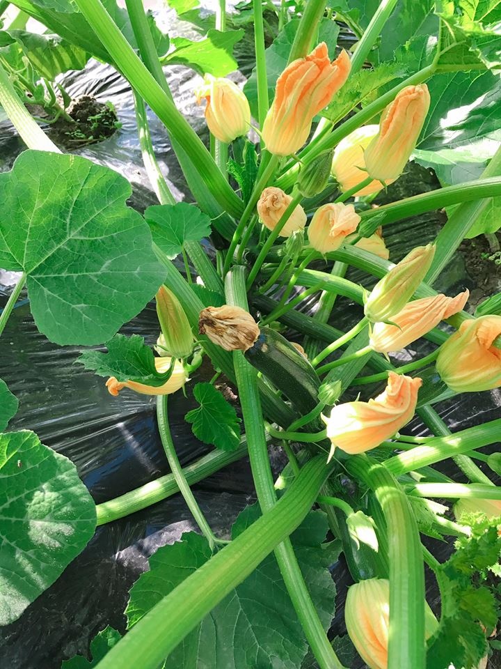 Vườn dâu tây đỏ mọng trĩu trịt quả trong vườn nhà nàng dâu Việt ở Nhật Vườn dâu tây đỏ mọng trĩu trịt quả trong vườn nhà nàng dâu Việt ở Nhật
