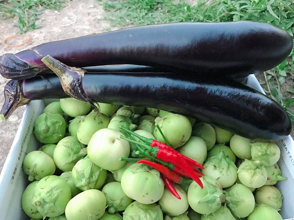 Vườn dâu tây đỏ mọng trĩu trịt quả trong vườn nhà nàng dâu Việt ở Nhật Vườn dâu tây đỏ mọng trĩu trịt quả trong vườn nhà nàng dâu Việt ở Nhật