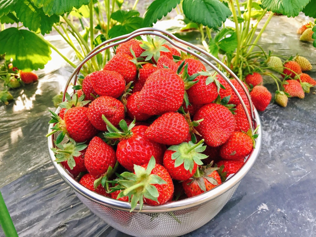 Vườn dâu tây đỏ mọng trĩu trịt quả trong vườn nhà nàng dâu Việt ở Nhật