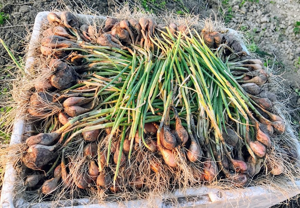 Vườn dâu tây đỏ mọng trĩu trịt quả trong vườn nhà nàng dâu Việt ở Nhật Vườn dâu tây đỏ mọng trĩu trịt quả trong vườn nhà nàng dâu Việt ở Nhật