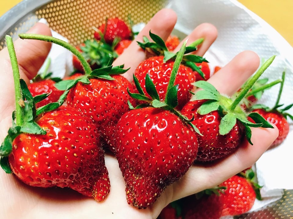 Vườn dâu tây đỏ mọng trĩu trịt quả trong vườn nhà nàng dâu Việt ở Nhật