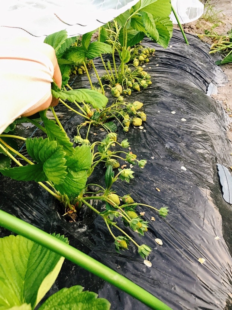 Vườn dâu tây đỏ mọng trĩu trịt quả trong vườn nhà nàng dâu Việt ở Nhật Vườn dâu tây đỏ mọng trĩu trịt quả trong vườn nhà nàng dâu Việt ở Nhật