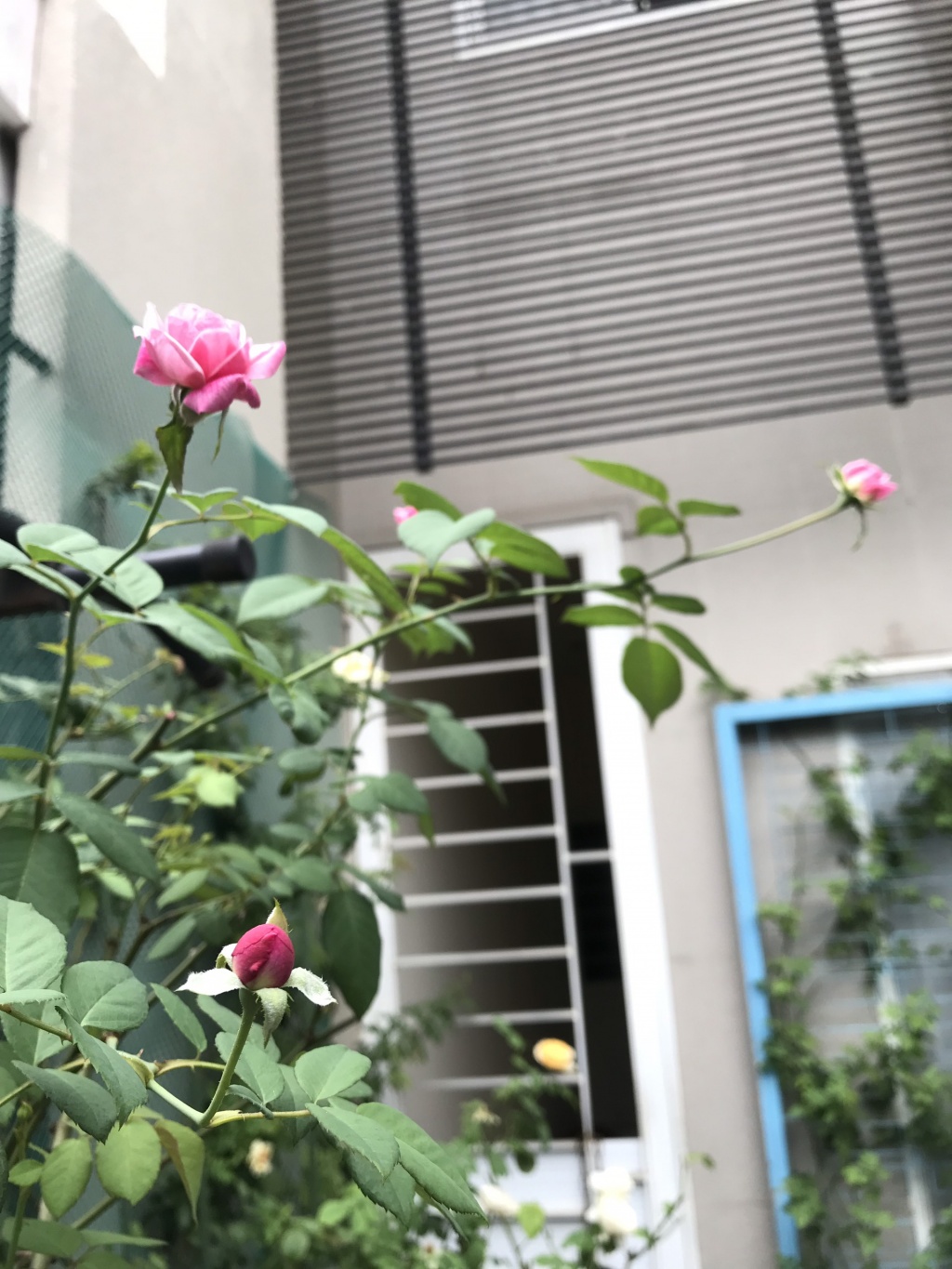 ong bo tam ly thiet ke goc san xanh mat voi xich du va hoa hong cho con gai vui choi mua he