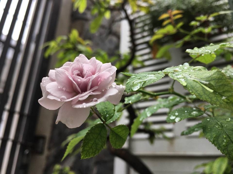 ong bo tam ly thiet ke goc san xanh mat voi xich du va hoa hong cho con gai vui choi mua he