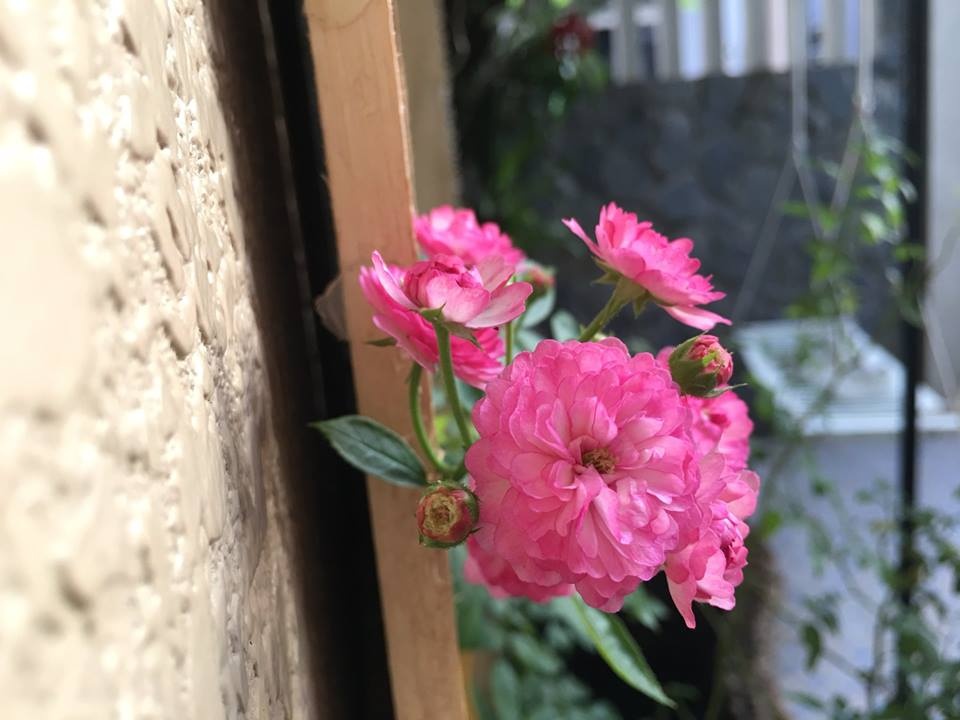 ong bo tam ly thiet ke goc san xanh mat voi xich du va hoa hong cho con gai vui choi mua he