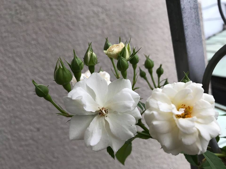 ong bo tam ly thiet ke goc san xanh mat voi xich du va hoa hong cho con gai vui choi mua he